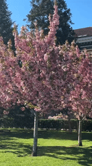 Cherry blossoms bloom on Sofia lawn under blue sky