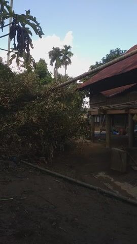 The video displays an outdoor scene in what appears to be a rural or semi-rural setting. The primary subject is a traditional wooden stilt house with a rusty corrugated metal roof, typical of architecture found in Southeast Asia. The house is built on concrete stilts, and the area underneath the house appears to be used for storage or other domestic purposes, with hints of clothes or items visible. A blue tarpaulin is also seen covering part of the house's exterior.

The foreground and midground are dominated by lush green foliage, including several tall palm trees, likely betel nut palms, which are characteristic of the region. The ground is unpaved, consisting of dirt. A metal cage is visible on the ground near the house. The sky is bright blue with some scattered white clouds, indicating clear weather and a sunny day. The overall impression is one of a quiet, inhabited dwelling in a tropical environment. No people or specific activities are observed in the footage. There is no visible text.