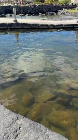 The video opens with a close-up view of clear, shallow water where several dark-colored fish are swimming over a rocky bottom. The camera then slowly pans to the right, revealing a serene resort-like setting under a bright, sunny sky. A unique stone statue, resembling a person and partially submerged, stands in the center of the water.

Beyond the water and a paved walkway, several white buildings with modern architecture are visible. One prominent building features "OASIS" and "GRAN HOTEL" in blue lettering on its facade. Scattered across the landscaped grounds are numerous palm trees and seating areas shaded by thatched umbrellas, where people can be seen relaxing. The overall scene suggests a tranquil and pleasant daytime environment in a coastal or resort location.