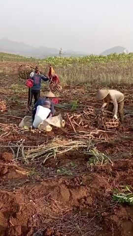 A group of people are working in a field. The field appears to be recently harvested, with many plant stalks and roots lying on the ground. Some of the people are wearing conical hats. One person is holding a red bucket. Another person is bending down, appearing to gather something. There are piles of harvested material and several baskets. In the background, there is a field of green plants and rolling hills. The sky is clear and the lighting suggests it is daytime.