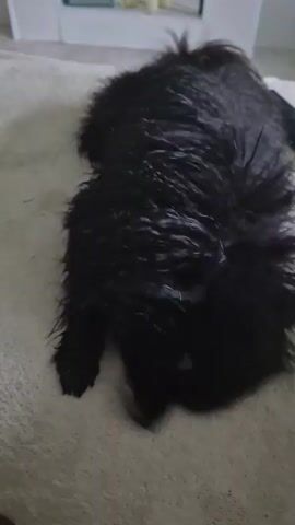 The video shows a black dog with wet fur lying down and then standing up. The dog appears to be on a light-colored, textured surface, possibly a rug or blanket, indoors. The background is out of focus but shows what looks like a room with furniture and possibly a mirror. The dog shakes its fur, and then walks towards the right of the frame.