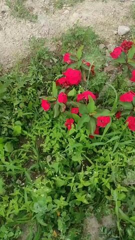 A close-up video captures several red flowers with green leaves and thorny stems. The flowers are clustered together on thorny branches. The background consists of green foliage and some gravelly soil. The video zooms in on the flowers.