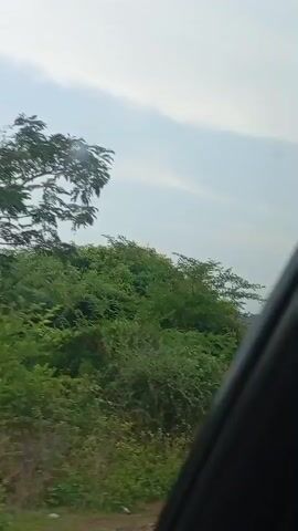 The video shows a view from a moving vehicle, looking out at a green, natural landscape. The camera is positioned inside a car, with the black frame of the car window visible on the right side of the screen, indicating movement.

The foreground features dense green foliage, including bushes and trees, interspersed with patches of dry, brown grass along what appears to be a dirt or unpaved road shoulder. As the vehicle moves, the perspective shifts, revealing more of the lush green vegetation.

In the mid-ground and background, more trees and hills can be seen. At one point, power lines or transmission towers are faintly visible in the distance against a light, overcast sky. The overall scene depicts a rural or semi-rural environment, likely along a road. The sky is bright but appears to be hazy or cloudy, suggesting daytime. No people or visible text are present. The location context provided is Assob Hausa, Nigeria.