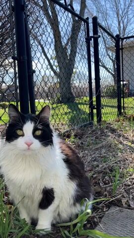 A black and white long-haired cat is the central focus of the video, captured outdoors on a bright, sunny day.

At the beginning (0:00), the cat is seated upright, facing directly towards the camera. It has striking bright yellow-green eyes and a small pink nose. Its fur is predominantly white on the chest and belly, with large black patches on its back, head, and ears. A distinct black heart-shaped or irregular spot is visible on its white chest. The cat is surrounded by short green grass and scattered dry, brown leaves, suggesting a transition season like spring or autumn.

Behind the cat, a black chain-link fence runs horizontally across the frame. Beyond the fence, a bright green lawn is visible under a clear, blue sky. A large, bare tree with many branches stands prominently in the background, behind the fence. The lighting indicates strong sunlight, casting some shadows.

From 0:02, the cat begins to move. It takes a step or two forward, bringing its face closer to the camera. Its eyes remain fixed on the lens. By 0:03, its head fills a significant portion of the frame as it passes by. The video then transitions to showing the cat's back (0:04) as it walks away to the right, out of frame, revealing its long, fluffy black and white fur on its back and tail. The sound of a bird chirping can be heard faintly in the background throughout the video.