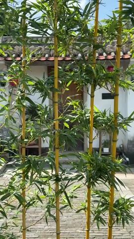 A close-up shot focuses on several stalks of yellow bamboo with vibrant green leaves, swaying gently in the breeze. Behind the bamboo, a traditional building with a tiled roof and white walls is visible. The entrance to the building appears to be a wooden door. The ground in front of the building is paved with light-colored stones. The scene is brightly lit by natural sunlight.