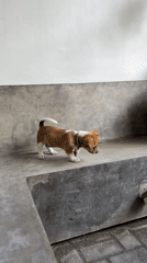 Puppy explores concrete platform in Kediri, Indonesia