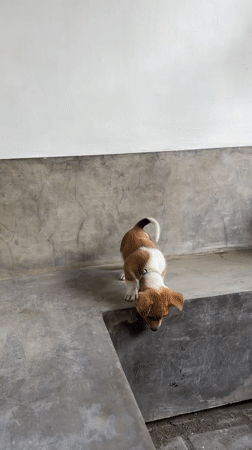 Puppy explores concrete platform in Kediri, Indonesia
