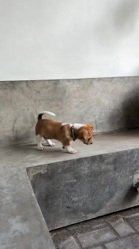 Puppy explores concrete platform in Kediri, Indonesia