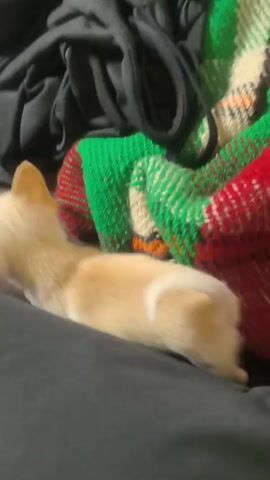 A small tan-colored Chihuahua puppy walks toward a man sitting on a brown couch. The man is wearing a black shirt and dark pants, and he is sitting with his legs crossed, facing away from the camera. He appears to be reading something. The couch has some dark clothing items on it and a crumpled piece of paper. The puppy walks toward the man, then stops at his side. The puppy makes a squeaking sound.