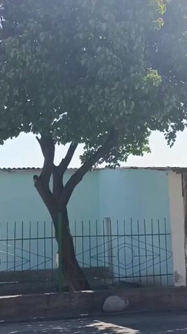 The video begins with a shot of a tree with green leaves against a light blue building and a green metal fence. The camera pans down, showing the tree's shadow on a gray asphalt surface, before focusing on the asphalt itself, which is speckled with small debris.