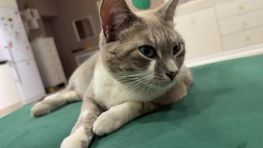 A domestic cat, primarily grey with white markings, is lying down on a dark green surface. The cat's head is turned slightly to the right, but it then turns to face the camera. The cat has blue eyes and is looking directly at the camera. In the background, a kitchen area is visible, with a refrigerator and cabinets. The lighting is somewhat dim.