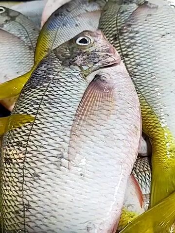 The video shows a close-up view of a pile of freshly caught fish. The fish are mostly silver and pinkish-white with some having yellow fins and tails. They are displayed on a bed of ice, suggesting they are at a market or fishmonger's stall. The camera focuses on the texture and scales of the fish, highlighting their freshness. The lighting is bright, illuminating the details of the fish. There are no people visible in the frame.