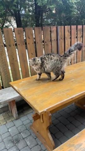 The video shows a medium-sized brown and black tabby cat standing on a wooden picnic table in an outdoor setting. The cat is facing forward with its tail slightly raised. The background includes a brown wooden fence, trees, a stone-paved area, and other picnic tables. In the distance, there are buildings and mountains. The cat meows once during the video. The sky is overcast.