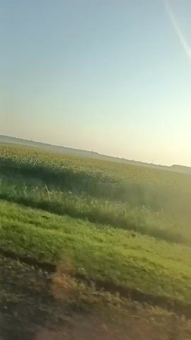 This is a shaky, sped-up video filmed from a moving vehicle, likely a car. The camera is angled, and the foreground is blurred, suggesting movement. The scene is a rural landscape with a large field of sunflowers stretching into the distance. The sky is clear and pale, with the sun positioned high and slightly to the right, casting a warm glow. In the mid-ground, there's a strip of green grass and some scattered wildflowers. A few trees are visible on the horizon, and a lone utility pole stands out against the sky. The overall impression is one of a sunny day in the countryside.