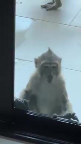 A video shows a small monkey seated on a tiled surface and peering into a building through a glass door. The monkey is light brown in color and appears to be holding onto the edge of the door frame with its hands. The camera is positioned inside the building, capturing the monkey from an eye-level perspective. A thin curtain is partially visible on the right side of the frame. Through the glass, a white vehicle can be seen parked outside. The background suggests a residential or resort-like setting.