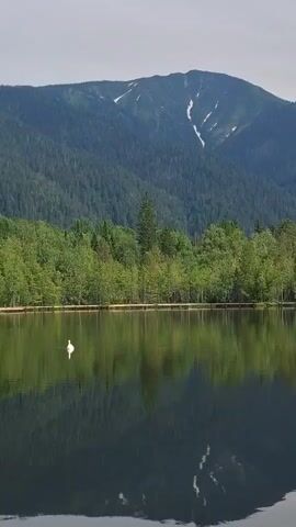 A serene lake reflects a dense forest and a snow-dusted mountain under an overcast sky. A lone white swan glides across the calm water in the foreground.