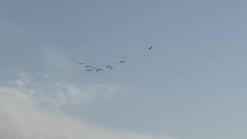 This media file captures a flock of birds in flight against a pale blue sky with scattered clouds. The birds appear to be a variety of sizes, with some flying in a tight group and others more spread out. One bird is visible in the upper right corner, flying independently from the main flock. The scene suggests a daytime setting, possibly late afternoon given the soft light. The image evokes a sense of freedom and natural movement as the birds navigate the sky. There is no visible text within the frame. The location context of Gidan Waziri, Nigeria, places this scene in a specific geographical and potentially cultural setting, though this is not directly evident from the visual information alone. The activity is simply the birds flying, suggesting migration, foraging, or a general movement across their habitat. The clouds add a touch of dynamic texture to the otherwise uniform sky.