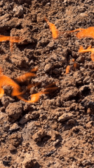 Ground fires reported in rural Russia locations