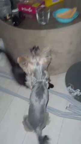 A black cat and a Yorkshire Terrier are playing on a light-colored floor. In the background, a round, textured ottoman or pouf is visible, along with a coffee table holding a glass, a box, and a blue bowl with wooden utensils. Some grey cylindrical objects and a white blanket are also in the scene. The video transitions to a close-up of the Yorkshire Terrier on a white surface adorned with red rose graphics, showing the dog's face and body as it moves erratically.