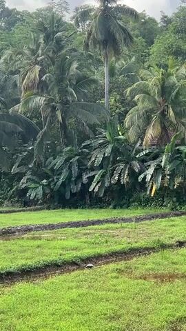 The video shows a lush, tropical scene with a rice paddy in the foreground. The paddy is mostly green with some freshly plowed areas. Behind the paddy is a dense growth of palm trees, banana trees, and other vegetation, obscuring a hillside. A small, pale pink house is nestled among the trees, with a few figures visible in front of it. The sky is overcast. The camera is relatively still.