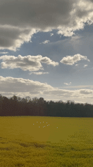 Yellow flower field filmed under blue skies in France