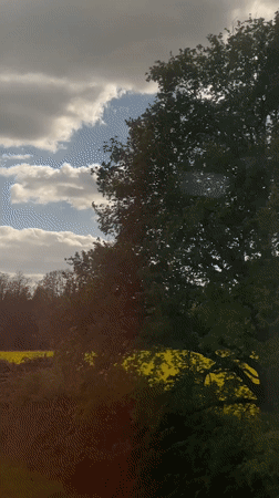 Yellow flower field filmed under blue skies in France