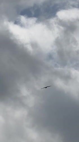 Bird of prey spotted flying over Luxembourg town
