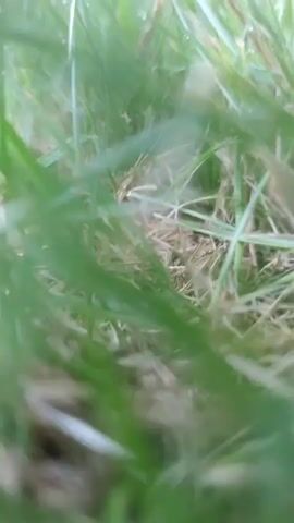 The video shows a close-up view of green grass with some dry blades interspersed. Water droplets are visible on the grass. The focus shifts, creating a blurred effect at times. The scene appears to be outdoors, likely in a natural setting. There are no people or animals visible.
