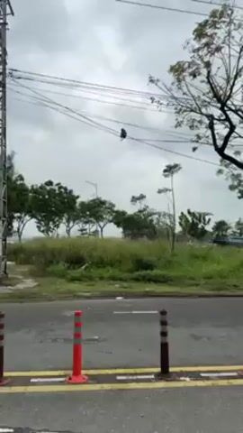 The video shows a monkey perched on a power line on a cloudy day. The monkey is dark in color and sits facing the camera. In the background, there's a street with orange and white bollards, a grassy area, trees, and a road. The sky is overcast.