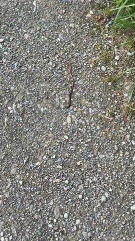 A long earthworm moves slowly across a gravel path. The worm is reddish-brown and appears to have small white spots along its body. The path is composed of small, grey, and beige pebbles. To the right of the path, a patch of green grass is visible. The video is filmed from directly above the worm and path.