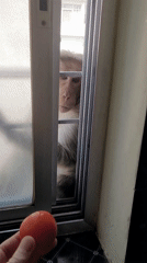 Person feeds red tomato to monkey through barred window