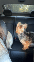 Woman with two small dogs spotted in parked Mercedes, Sofia