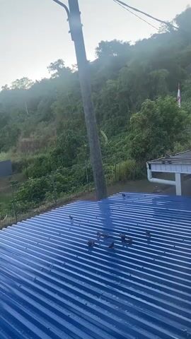 A flock of small birds is perched on a blue corrugated metal roof. The roof is wet, suggesting it may have recently rained. In the background, a lush green hillside is visible, covered in trees and vegetation. A utility pole stands tall in the foreground, with wires stretching across the frame. There is a white building with a red and white flag on the right side of the frame. The overall scene suggests a natural outdoor environment, possibly in a tropical or subtropical region.