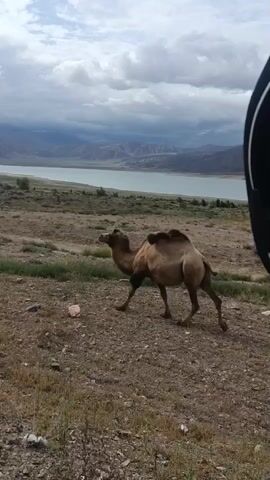 A camel walks in the foreground, facing left. In the background, a body of water is visible, with mountains and a cloudy sky beyond. Several other camels are scattered in the middle ground, grazing. The terrain is dry and sparsely vegetated with grass and dirt.