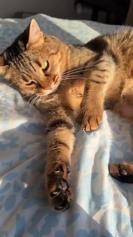 The video shows a brown tabby cat lying on a bed with a blue and white patterned sheet. Sunlight illuminates the cat. A hand reaches towards the cat, and the cat opens its mouth, seemingly to bite or lick the hand. The cat has green eyes and long white whiskers.