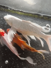 Koi pond and modern buildings at Mesjid Reuntoh, Indonesia