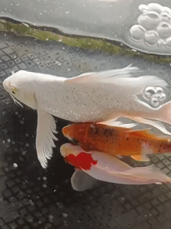 Koi pond and modern buildings at Mesjid Reuntoh, Indonesia