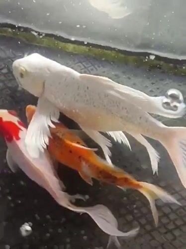 Koi pond and modern buildings at Mesjid Reuntoh, Indonesia