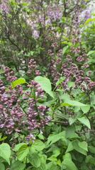 Lilac bush with unopened purple buds filmed in close-up
