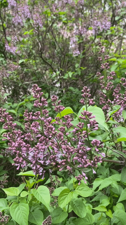 Lilac bush with unopened purple buds filmed in close-up