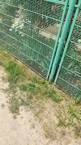 The video shows a green metal fence with a gate. Pink roses and white flowers are visible behind the fence. A dirt path runs alongside the fence. A house is visible in the background. The gate is partially open. The video pans to the right, showing more of the fence and the flowers. The video then pans back to the left, showing the gate. The video ends with a shot of the fence and the flowers.