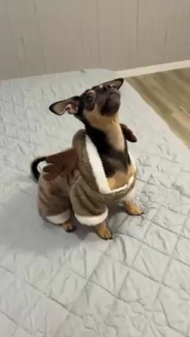 A short video shows a small, brown and black dog wearing a brown and white reindeer costume sitting on a grey quilted bedspread. The dog looks upward and jumps off the bed after a yellow rubber duck toy is tossed onto it. The dog, still in costume, then jumps back onto the bed, over the yellow rubber duck. The bed has multiple pillows and a white headboard against a white, shiplap-style wall. The floor is light-colored wood.