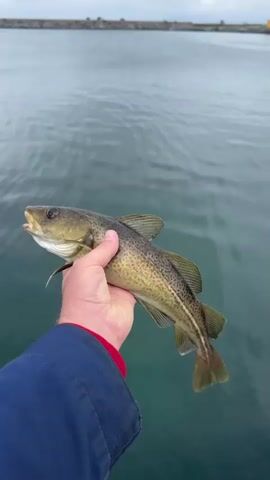 A person holds a fish in their hand over the water. The fish is olive green with dark spots and has a pale lateral line. The person's hand is visible, and they are wearing a dark blue jacket with a red collar. The background shows calm blue-green water and a stone breakwater in the distance. The person then releases the fish into the water, causing a splash.