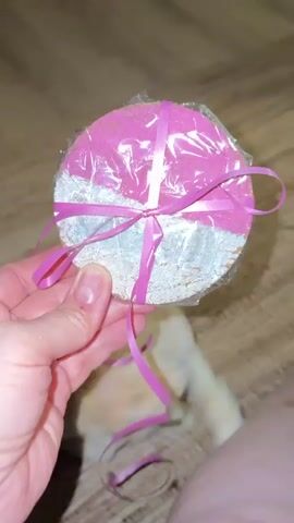 A person's hand, with fingernails painted a light pink, holds a round object wrapped in clear plastic and tied with a pink ribbon. The object appears to be a cake or a similar confection. Below this, a light orange cat is lying on a textured, woven rug, and it is playing with the pink ribbon. The cat's fur on its hindquarters appears to have been recently shaved. The camera focuses on the interaction between the cat and the ribbon. A portion of a person's leg is visible in the lower right corner of the frame.