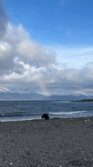 Rainbow captured over Ushuaia beach with dog present