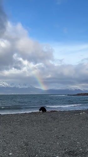 Rainbow captured over Ushuaia beach with dog present
