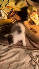 Playful Kittens Captured During Early Morning Hours in Indonesian Home