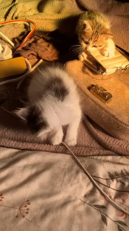 Playful Kittens Captured During Early Morning Hours in Indonesian Home