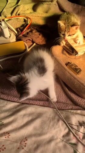 Playful Kittens Captured During Early Morning Hours in Indonesian Home