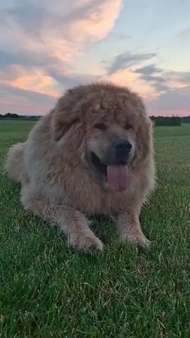 A fluffy, tan Tibetan Mastiff lies on a grassy field. The dog is panting with its tongue hanging out. The background shows a field with some trees in the distance and a cloudy sky with streaks of pink and orange from a sunset.